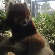 メルクの画像