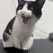 れいの画像