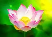 蓮の花の画像