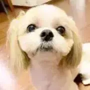 でんすけの画像