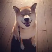 しばの画像