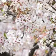 ayの画像