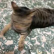 y