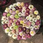 たまゆらの画像