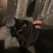 Rの画像