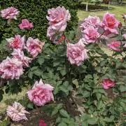 はるーん★【プロフ必見】の画像
