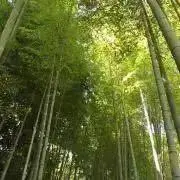 Sakiの画像