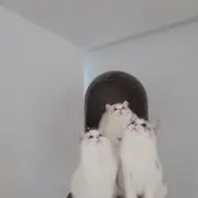 take_maの画像