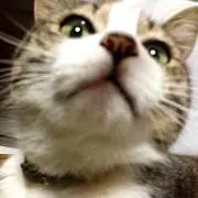おちょーの画像