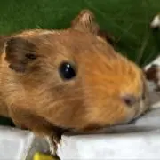 みーの画像
