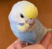 かどっちの画像