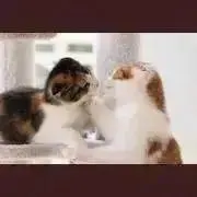 プロフ必読してください