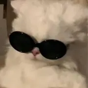 ねこの画像