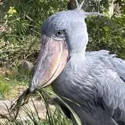 ソラマメ