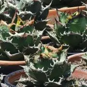 タンタンの画像