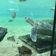 ちゃー子の画像