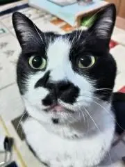 ちょび