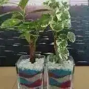 miiiの画像