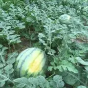 たか