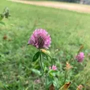 ミャアミャアの画像