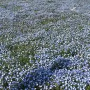 miiの画像