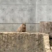 めめの画像