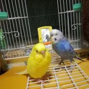 ひまわり