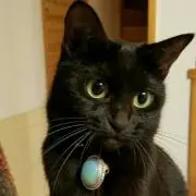 お猫どんの部屋★プロフ必読！！★の画像