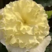 さぶたん