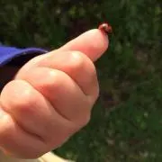 龍