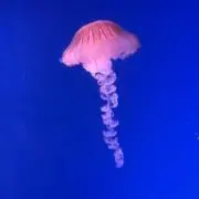 くらげの画像