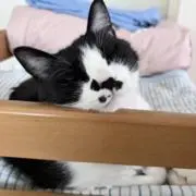 せなの画像
