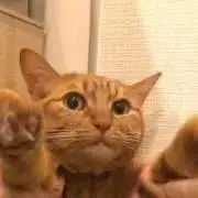ぐんぐんの画像
