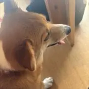 panpuの画像
