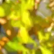かなめ