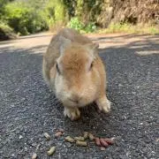 あいうえお星人の画像