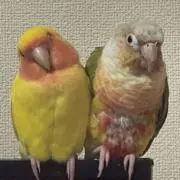 なんちゃんの画像