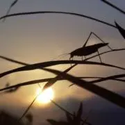 かなとこの画像