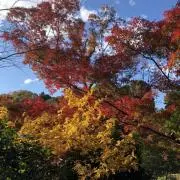 travelerの画像