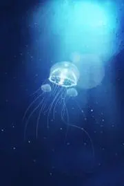 海月の画像
