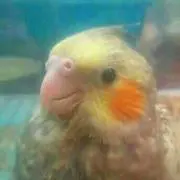 わらびもち