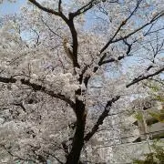 きら　★購入希望者値下コメント大歓迎★の画像