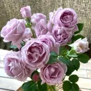 rose ROSEの画像