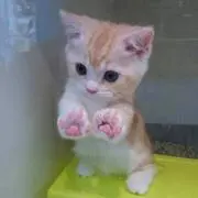 るるる
