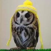 かなぶんの画像