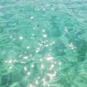 鮭の画像