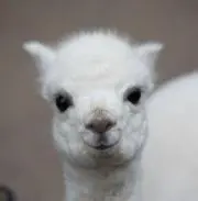うるしゃの画像