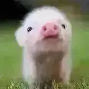 詩稀。の画像