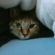 ちゃちゃの画像
