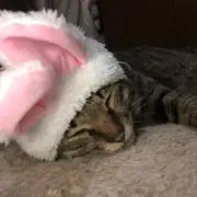 channnnの画像